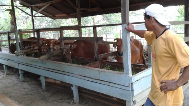 0910 - Penuhi Kebutuhan Masyarakat, Pemkab Anggarkan Rp4,2 Miliar untuk Datangkan 363 Ekor Sapi ke Kukar