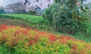Agrowisata Desa Tani Bhakti.