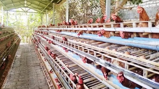 Ilustrasi produksi telur ayam.